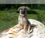 Small #1 German Shepherd Dog