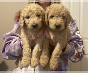 Goldendoodle Puppy for sale in MAKANDA, IL, USA