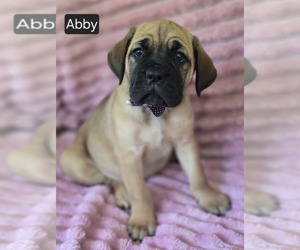 Medium Photo #2 Cane Corso Puppy For Sale in MINERAL WELLS, WV, USA