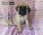 Small #1 Cane Corso