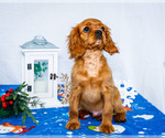 Small #4 Cavalier King Charles Spaniel