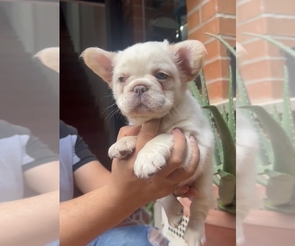 Medium Photo #11 French Bulldog Puppy For Sale in CHARLESTON, SC, USA