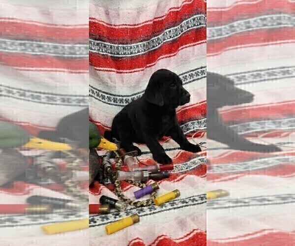 Medium Photo #8 Labrador Retriever Puppy For Sale in MERIDEN, KS, USA