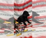 Small Photo #8 Labrador Retriever Puppy For Sale in MERIDEN, KS, USA
