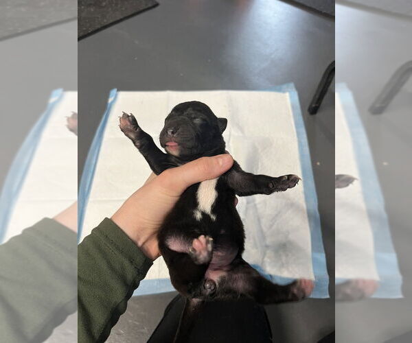 Medium Photo #3 Mutt Puppy For Sale in Imlay City, MI, USA