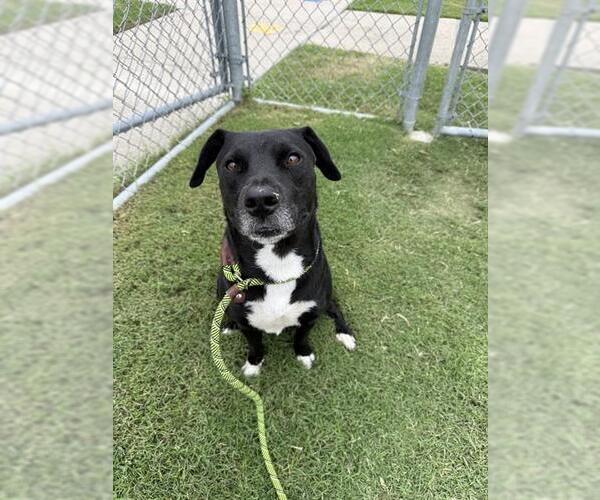 Medium Photo #2 American Pit Bull Terrier-Labrador Retriever Mix Puppy For Sale in Corpus Christi, TX, USA