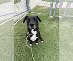 Small #1 American Pit Bull Terrier-Labrador Retriever Mix