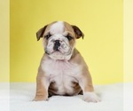 Small Photo #2 Bulldog Puppy For Sale in NAPPANEE, IN, USA