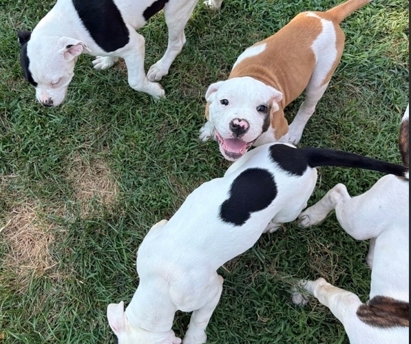 Medium Photo #1 American Bulldog Puppy For Sale in INDEPENDENCE, MO, USA