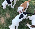 Small American Bulldog