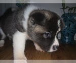 Small Photo #12 Akita Puppy For Sale in UNION CITY, GA, USA