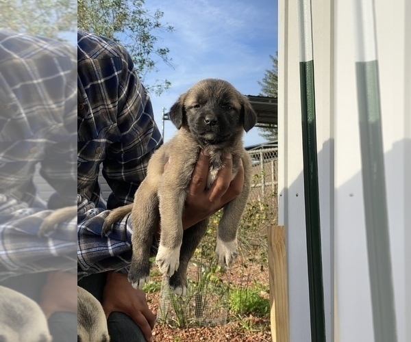 Medium Photo #5 Kangal Dog Puppy For Sale in NORCO, CA, USA