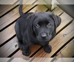 Small #6 Labrador Retriever