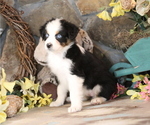 Small #5 Australian Shepherd
