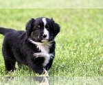Small Photo #18 Australian Shepherd Puppy For Sale in NEWTON FALLS, OH, USA