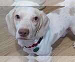 Small #4 Beagle