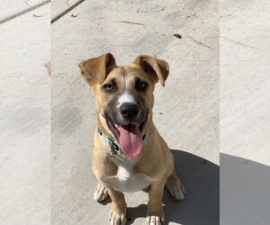 Mutt Dogs for adoption in San Diego, CA, USA