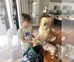 Small #5 Australian Retriever