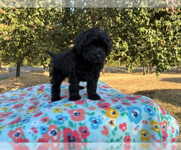 Medium Photo #7 Aussiedoodle Miniature  Puppy For Sale in OKLAHOMA CITY, OK, USA