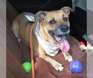 Shelby (SADIE) - Female Mutt Dog for Adoption - Photo #4
