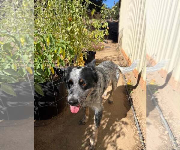 Medium Photo #3 Mutt Puppy For Sale in Paso Robles, CA, USA