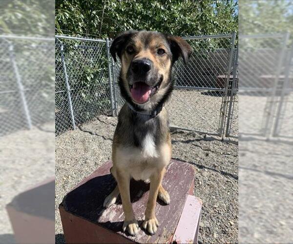 Medium Photo #1 German Shepherd Dog-Huskies  Mix Puppy For Sale in Fairbanks, AK, USA
