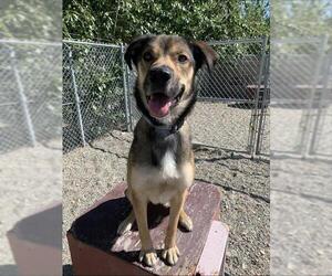 German Shepherd Dog-Huskies Mix Dogs for adoption in Fairbanks, AK, USA