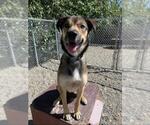 Small German Shepherd Dog-Huskies  Mix