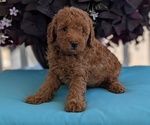 Small Photo #38 Poodle (Toy) Puppy For Sale in GOSHEN, IN, USA