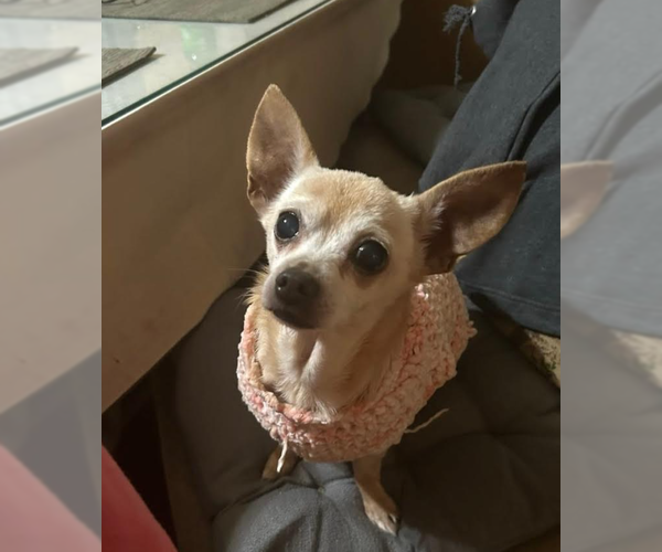 Medium Photo #3 Chihuahua-Unknown Mix Puppy For Sale in Cranston, RI, USA
