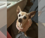 Small #2 Chihuahua Mix