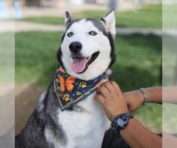 Medium Photo #1 Siberian Husky-Unknown Mix Puppy For Sale in San Antonio, TX, USA