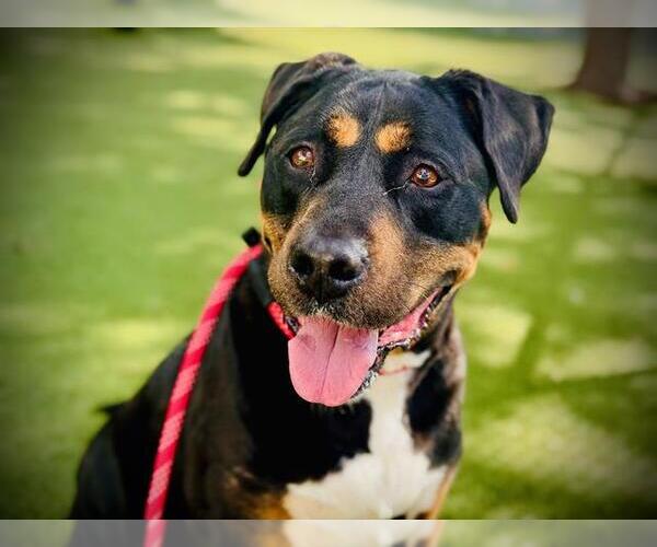 Medium Photo #1 Rottweiler-American Pit Bull Terrier Puppy For Sale in Orlando, FL, USA