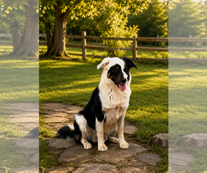 Blaze - Male Border Collie Dog for Adoption - Photo #2