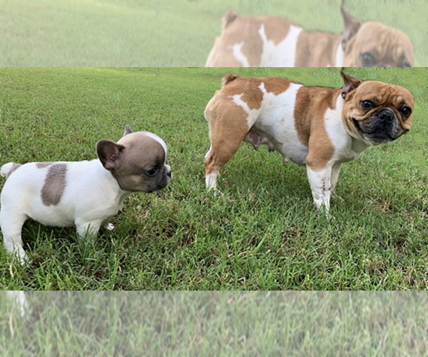 Medium Photo #7 French Bulldog Puppy For Sale in EUSTACE, TX, USA