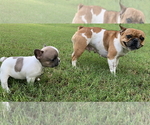 Small Photo #7 French Bulldog Puppy For Sale in EUSTACE, TX, USA