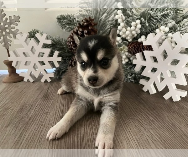Medium Photo #3 Alaskan Klee Kai Puppy For Sale in WILLIAMSBURG, OH, USA