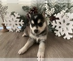 Small #2 Alaskan Klee Kai
