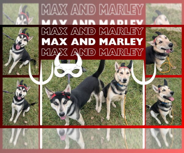 Medium Photo #2 Siberian Husky-Unknown Mix Puppy For Sale in Richmond, IN, USA