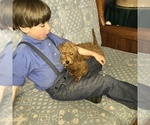 Small Photo #7 Goldendoodle (Miniature) Puppy For Sale in LA VALLE, WI, USA