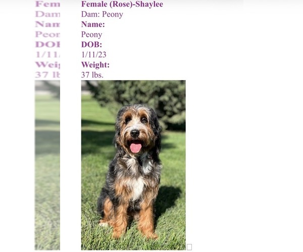 Medium Photo #1 Bernedoodle Puppy For Sale in MINATARE, NE, USA