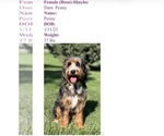 Small Photo #1 Bernedoodle Puppy For Sale in MINATARE, NE, USA