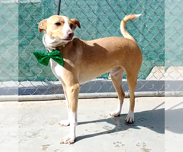 Medium Photo #4 Mutt Puppy For Sale in Apple Valley, CA, USA