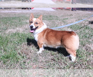 Father of the Pembroke Welsh Corgi puppies born on 12/23/2021