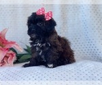 Small Photo #14 Shih-Poo Puppy For Sale in LAKELAND, FL, USA