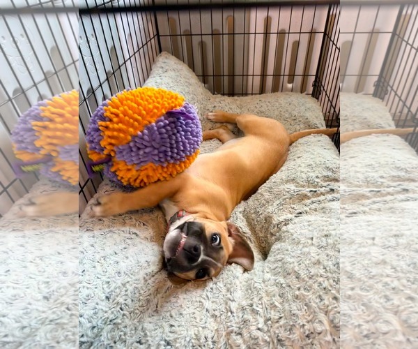 Medium Photo #8 Mutt Puppy For Sale in Derwood, MD, USA