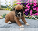 Small #4 Boxer