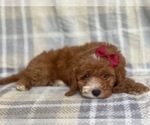 Small #5 Cockapoo