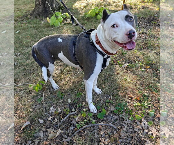 Medium Photo #12 American Pit Bull Terrier-Unknown Mix Puppy For Sale in Germantown, OH, USA