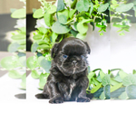 Small Photo #5 Shih Tzu Puppy For Sale in SYRACUSE, IN, USA